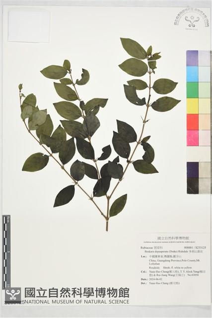 多刺山黄皮藏品圖，第1張