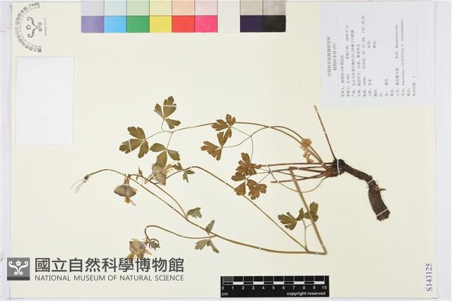 紫花漏斗菜藏品圖，第1張
