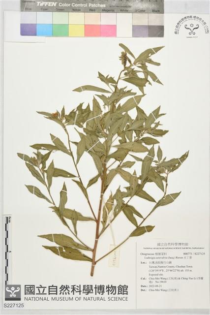 水丁香藏品圖，第1張