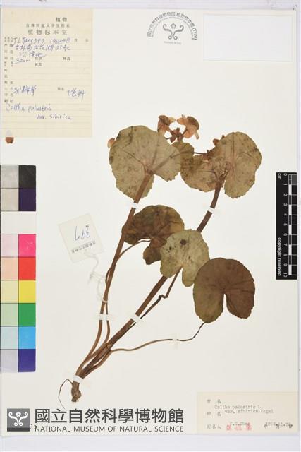 三角葉驢蹄草藏品圖，第1張