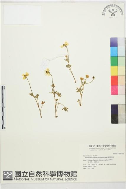 蓬萊毛茛藏品圖，第1張