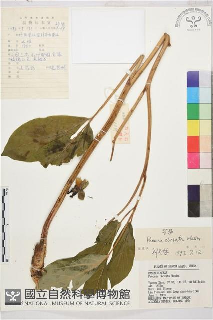 草芍藥, 山芍葯藏品圖，第1張