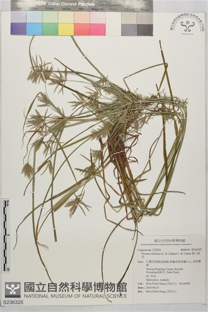 墾丁扁莎藏品圖，第1張