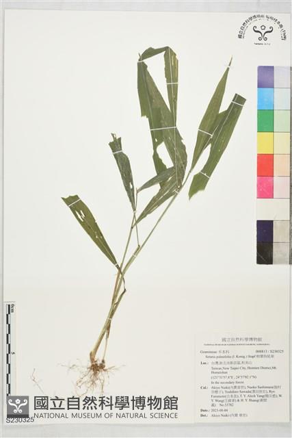棕葉狗尾草藏品圖，第1張