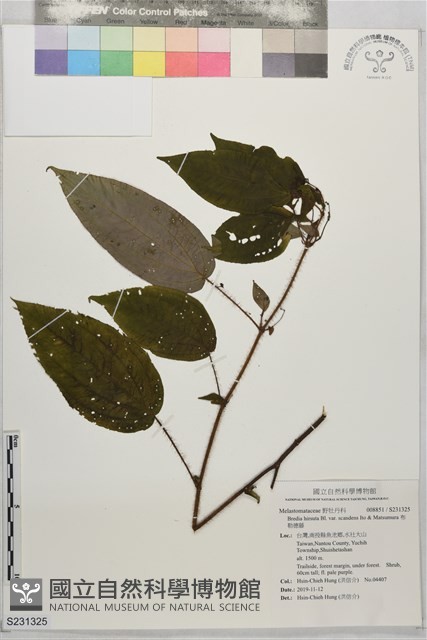 布勒德藤藏品圖，第1張