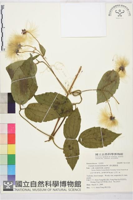 銹毛鐵線蓮藏品圖，第1張