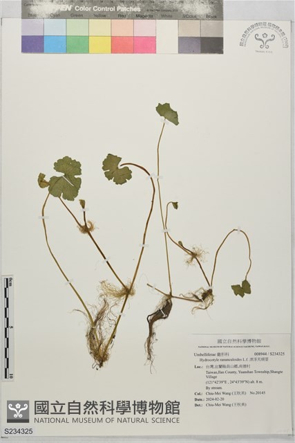 漂浮天胡荽藏品圖，第1張