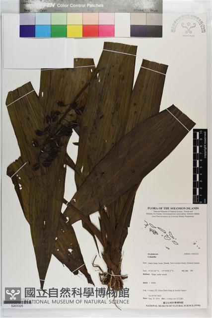 登錄號:S203325藏品圖，第1張