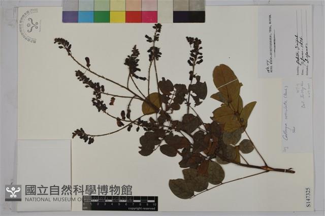 老荊藤藏品圖，第1張