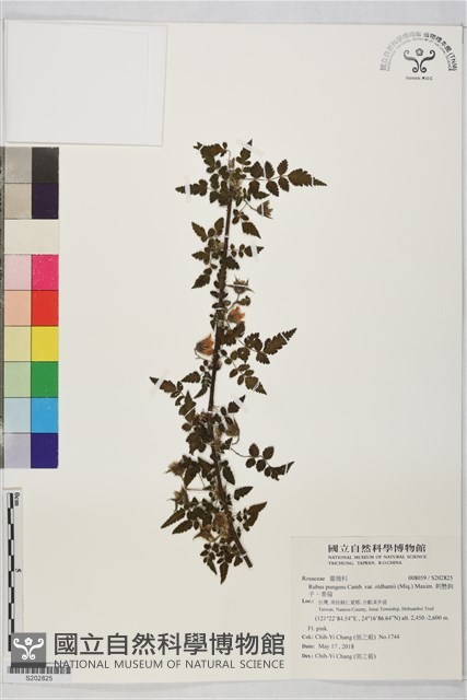 刺懸鉤子、香莓藏品圖，第1張