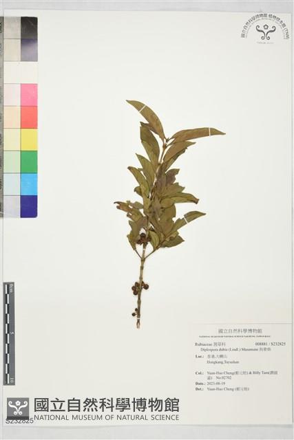 狗骨柴藏品圖，第1張