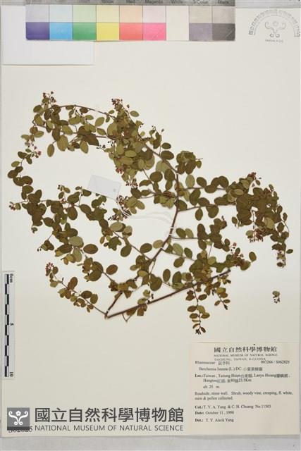 小葉黃鱔藤藏品圖，第2張