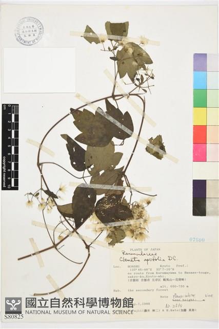 女萎藏品圖，第1張