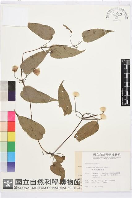 亨利氏鐵線蓮藏品圖，第2張