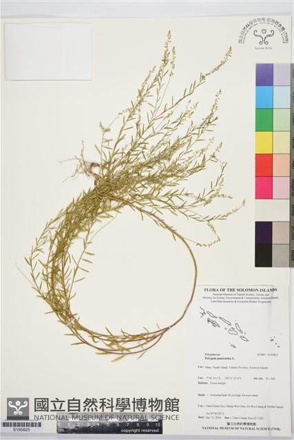 圓錐花遠志藏品圖，第1張