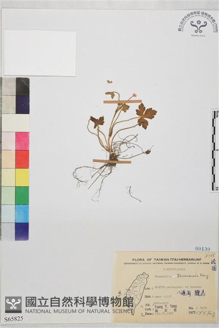 鹿場毛茛藏品圖，第1張