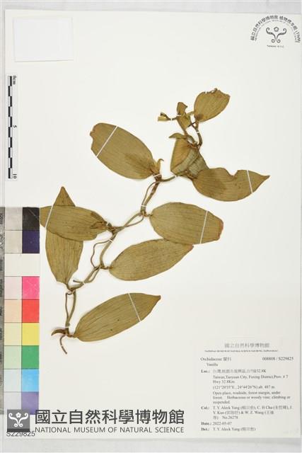登錄號:S229825藏品圖，第1張