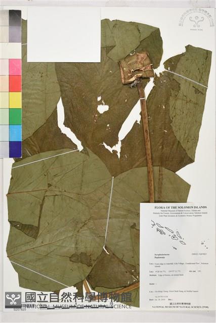 登錄號:S207825藏品圖，第1張