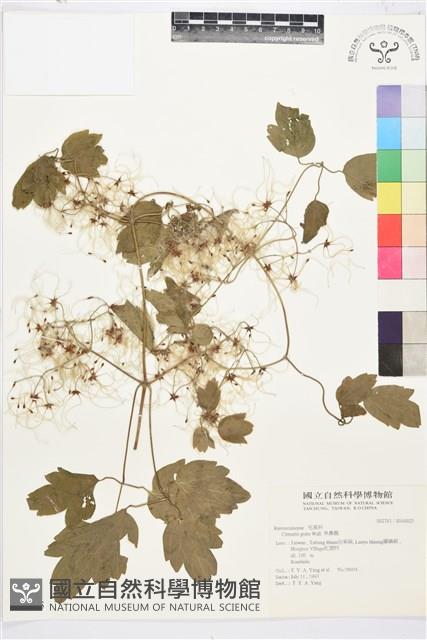 串鼻龍藏品圖，第1張