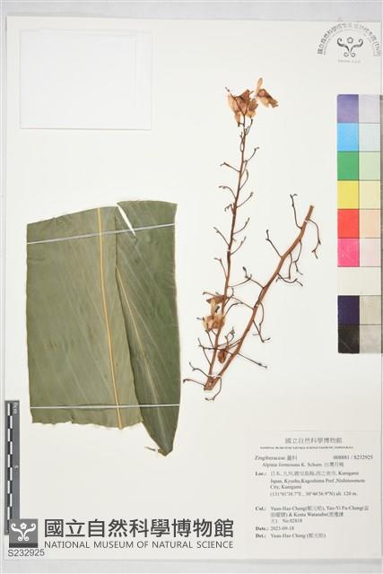 台灣月桃藏品圖，第1張