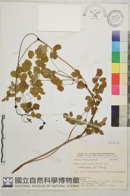 微毛爪哇唐松草藏品圖，第1張