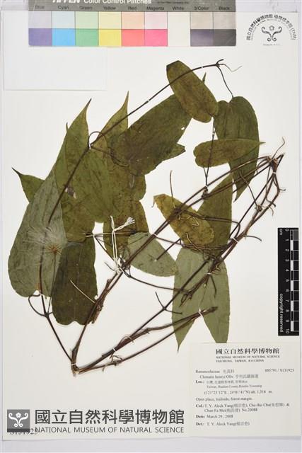 亨利氏鐵線蓮藏品圖，第1張