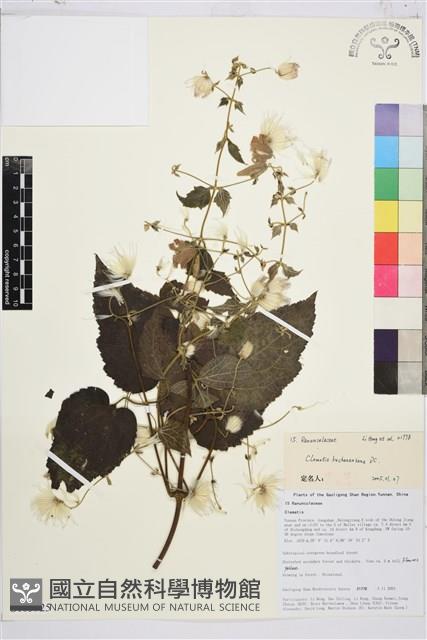 毛木通藏品圖，第1張