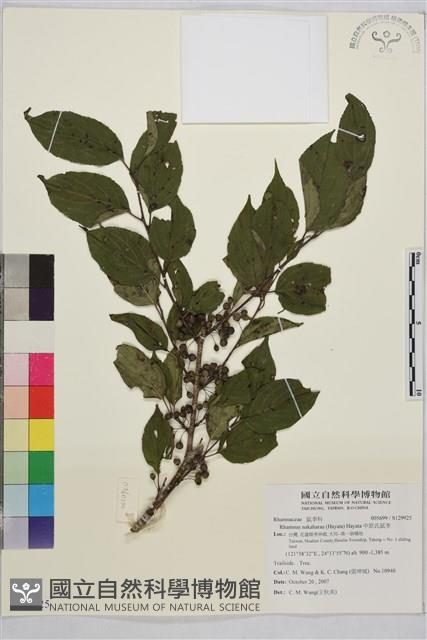 中原氏鼠李藏品圖，第1張