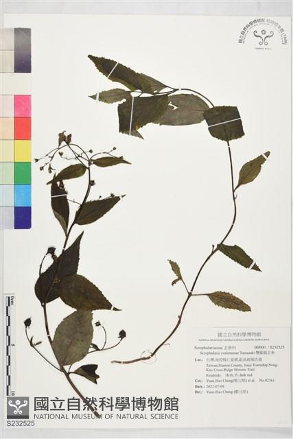 雙鋸齒玄參藏品圖，第1張