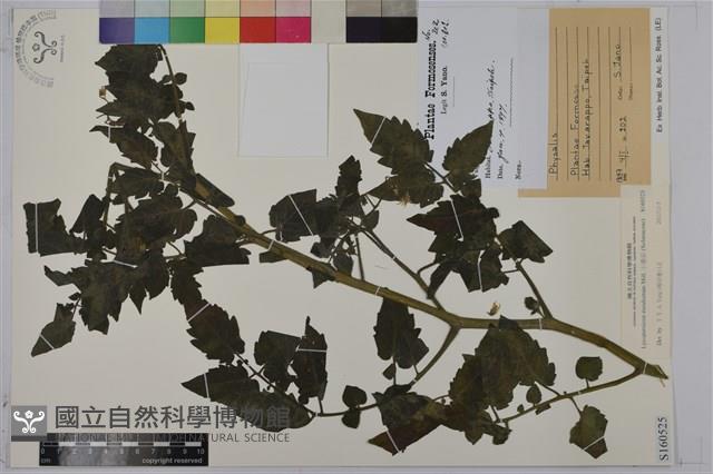 小番茄藏品圖，第1張