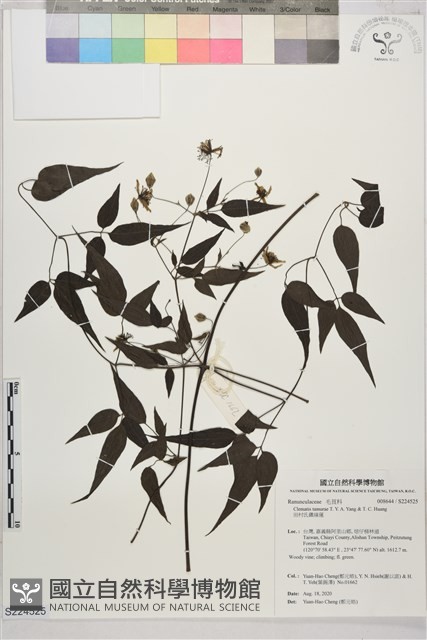 田村氏鐵線蓮藏品圖，第1張