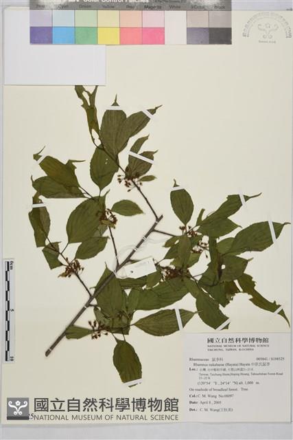 中原氏鼠李藏品圖，第1張