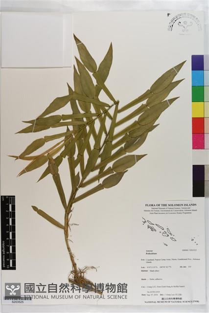 登錄號:S203525藏品圖，第1張