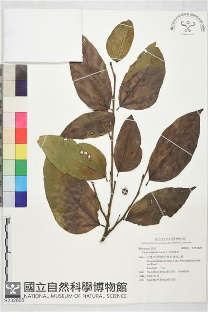 菲律賓榕藏品圖，第1張