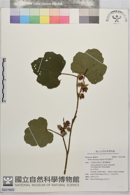 刺花懸鉤子藏品圖，第1張