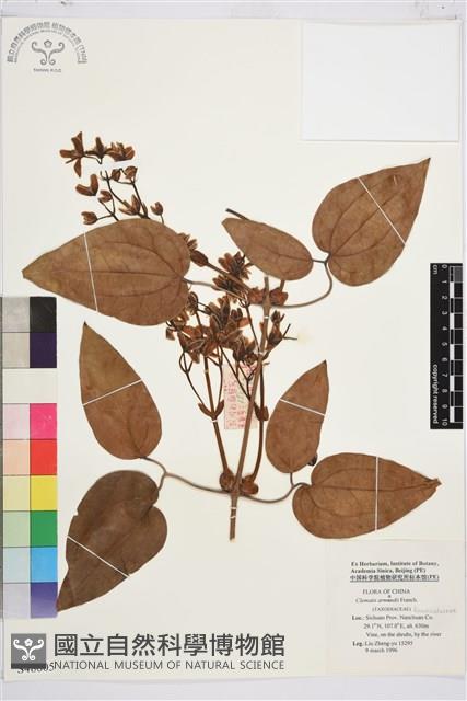 小木通藏品圖，第1張