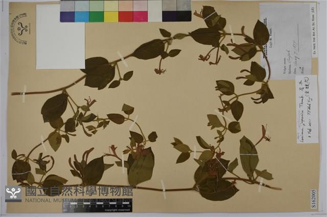 忍冬、金銀花藏品圖，第1張