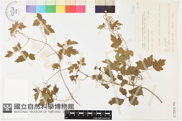 串鼻龍藏品圖，第2張