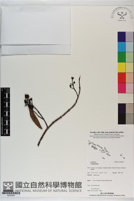 登錄號:S200005藏品圖，第1張