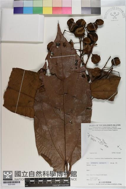 登錄號:S201005藏品圖，第1張