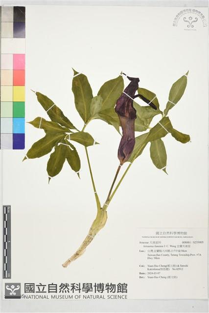 宜蘭天南星藏品圖，第1張