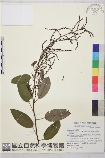 大黃鱔藤藏品圖，第1張