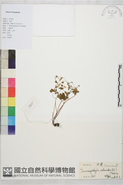 天葵藏品圖，第1張