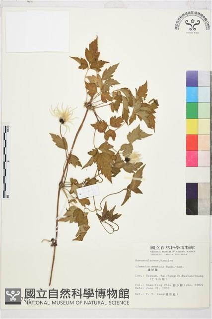 繡球藤藏品圖，第1張