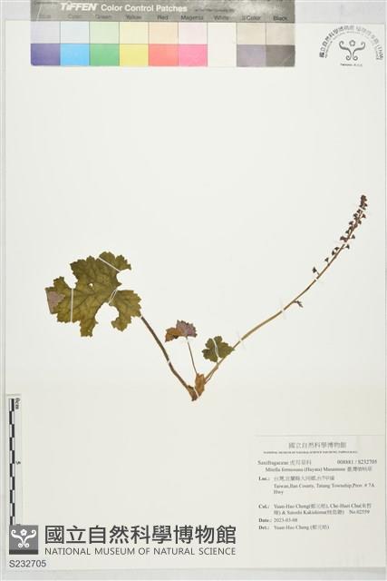 臺灣嗩吶草藏品圖，第1張