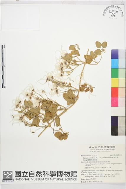 鵝鑾鼻鐵線蓮藏品圖，第1張