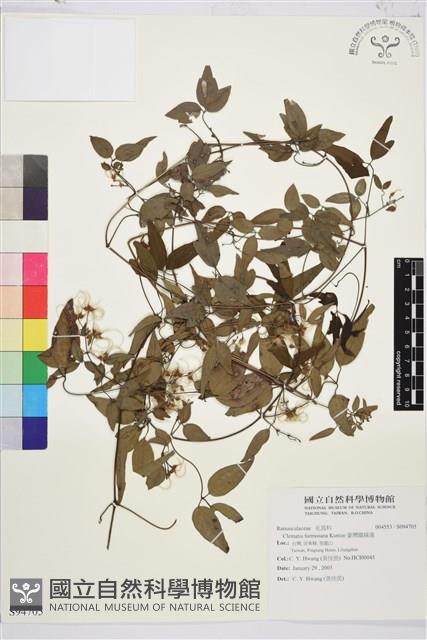 臺灣鐵線蓮藏品圖，第2張