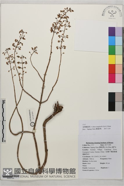毛萼鞘蕊花藏品圖，第1張