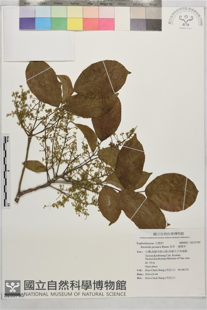 茄苳、重陽木藏品圖，第1張