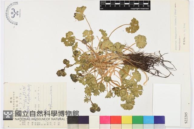 甘青烏頭藏品圖，第1張